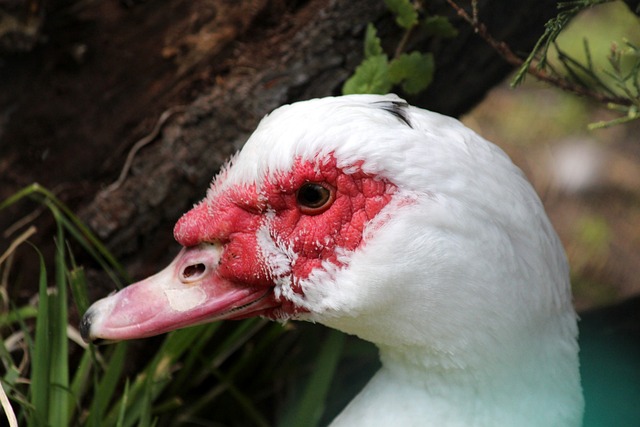 战术安排 战术安排